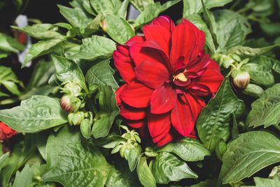 Close-up of red flowering plant