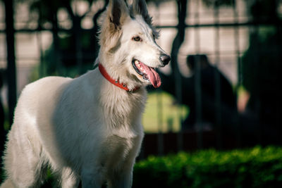 Close-up of dog panting