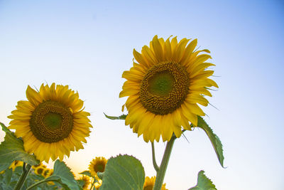 Low angle view of sunflower blooming against sky