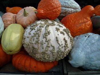 Close-up of pumpkins