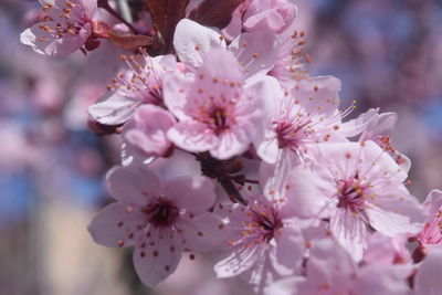 Close-up of pink cherry blossom