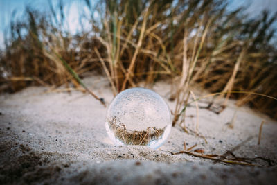 Close-up of crab on sand