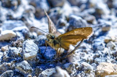 Close-up of insect on rock