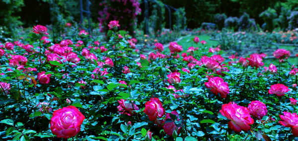 Pink roses growing on plant at field