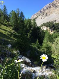 Flowers growing on mountain against clear sky