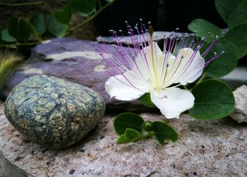 Close-up of purple flowering plant