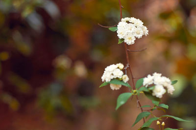 Close-up of flowers blooming outdoors