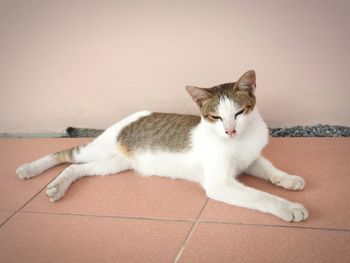 Portrait of cat resting on tiled floor