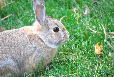 Cottontail rabbit in the grass outside.