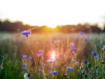 Close-up of purple flowering plant on field against sky