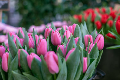 Close-up of pink tulips