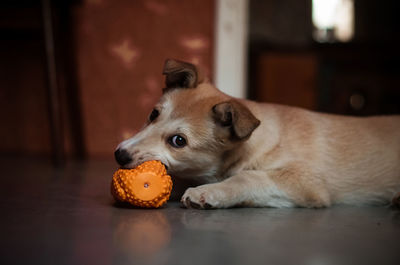 Close-up of a dog at home