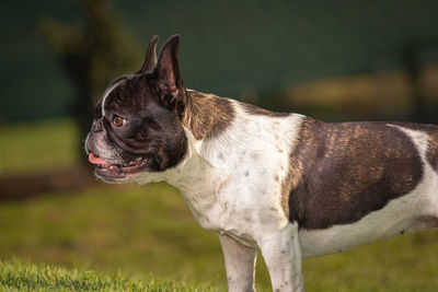 A cute black and white french bulldog dog head portrait with cute expression in the wrinkled face.