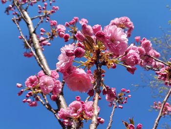 Low angle view of cherry blossoms against sky