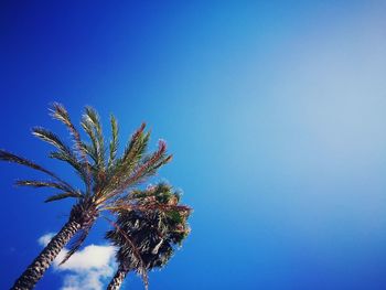 Low angle view of tree against clear blue sky