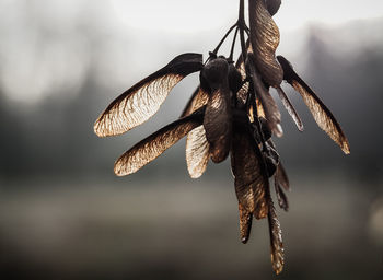 Close-up of wilted plant