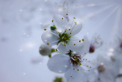 Close-up of white cherry blossoms