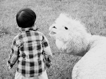 Rear view of boy with alpaca on land