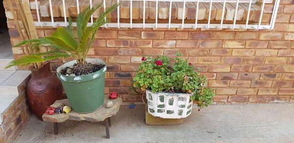 Potted plants on wall