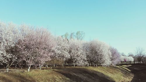 Trees on landscape against clear blue sky