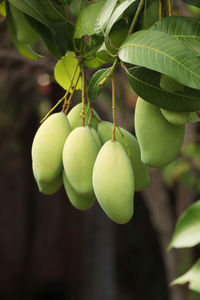 Close-up of fruits on tree