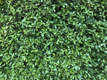 Full frame shot of ivy growing on land