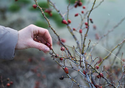 Midsection of berries on plant against blurred background