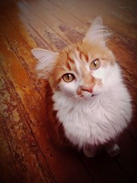 Close-up portrait of cat on hardwood floor
