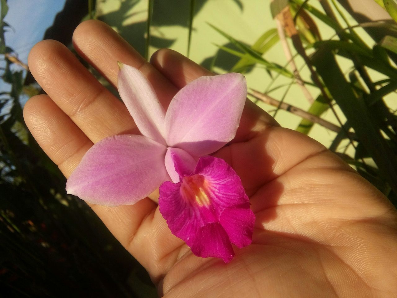 OrquideaBambu