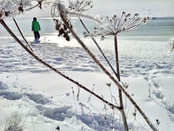Close-up of frozen plants on snow covered lakeshore
