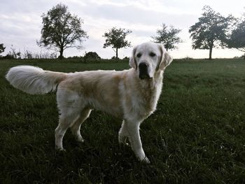 Dog standing in a field