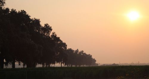 Trees on field against sky during sunset