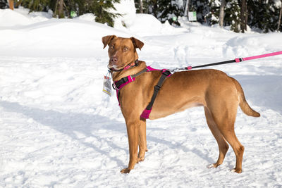 Dog on snow covered landscape