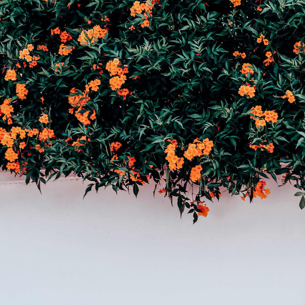 CLOSE-UP OF ORANGE FLOWERING PLANT