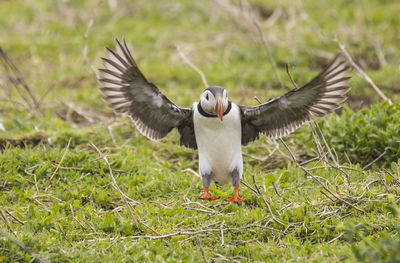 Close-up of mallard duck flying over field