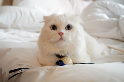 pet