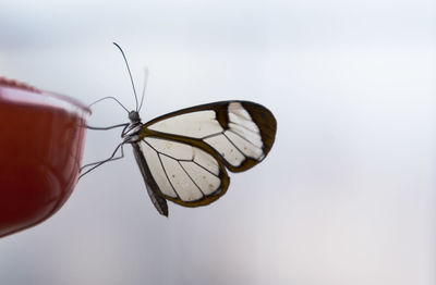 Close-up of butterfly