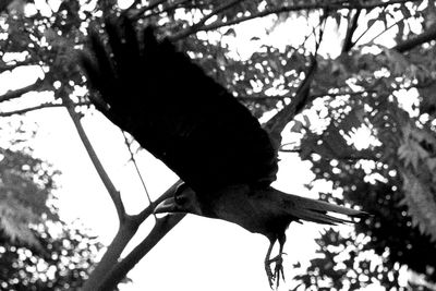 Low angle view of bird on branch against sky