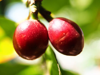 Close-up of strawberries