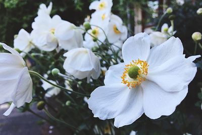 Close-up of white flower