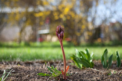 Close-up of flower on field