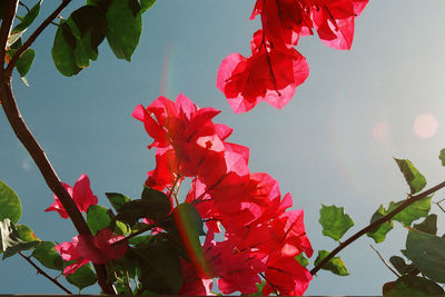 Close-up of red flowers