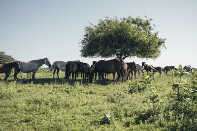 Horses grazing in a field