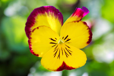 Close-up of yellow flowering plant