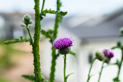 Close-up of purple flowering plant