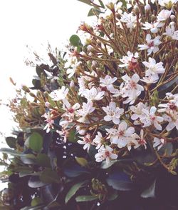 Low angle view of flowers on tree