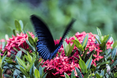 Close-up of butterfly on flower