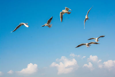 Low angle view of seagulls flying