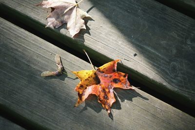 High angle view of maple leaf on autumn