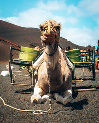 Horse on field